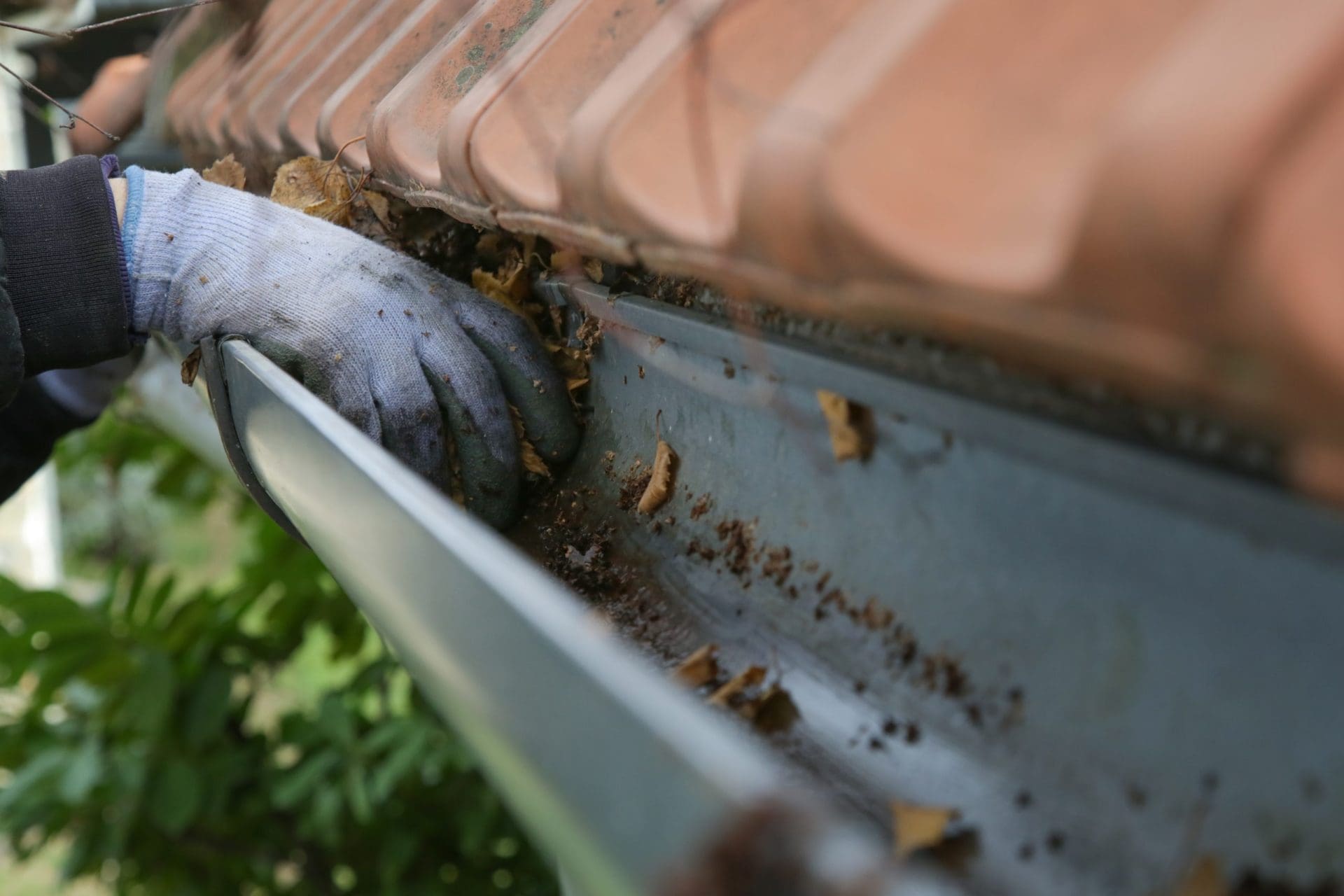 Cleaning the gutter leaves.