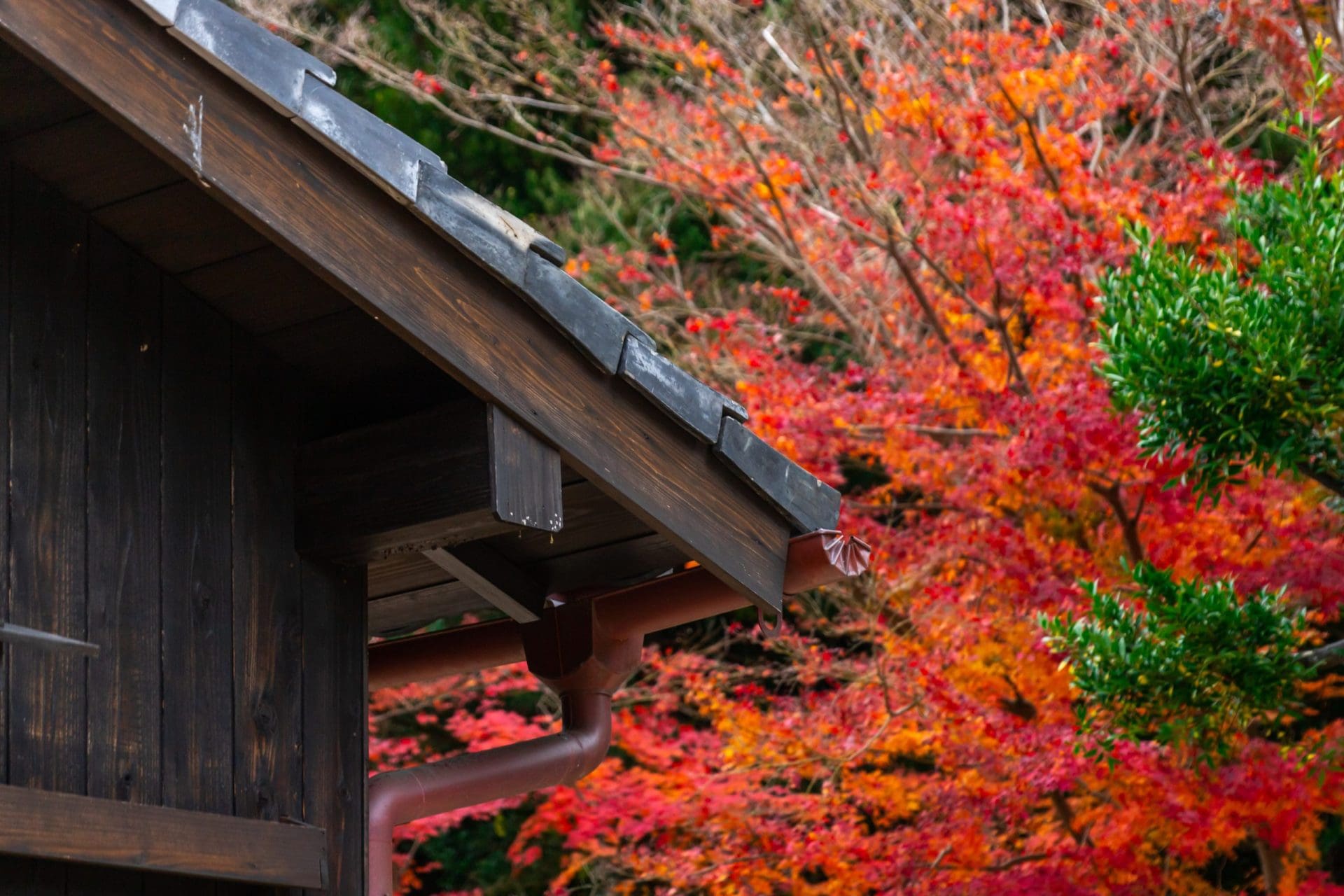House wall and crimson autumn leaves in background.