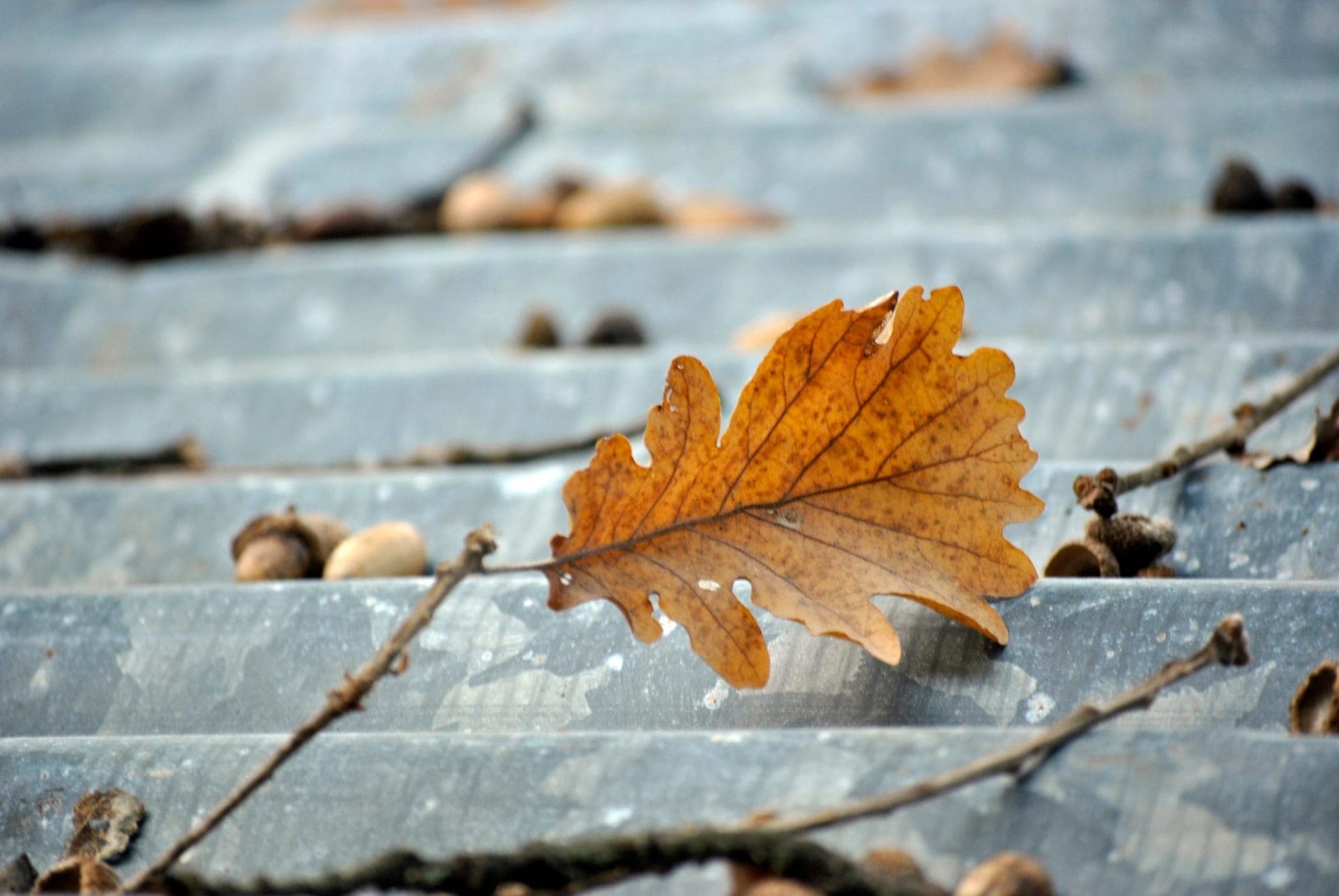 Close up of brown leaf on a roof.