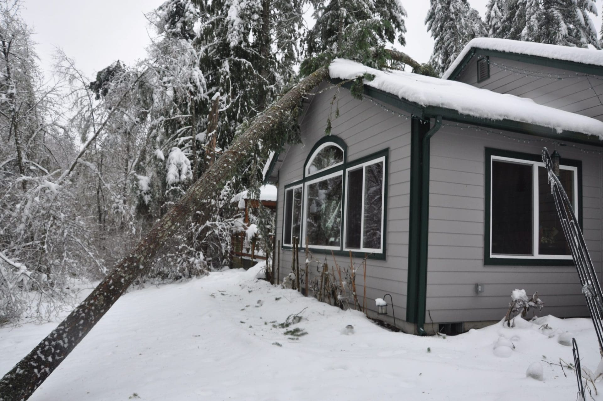 Tree on house roof on snowy day.