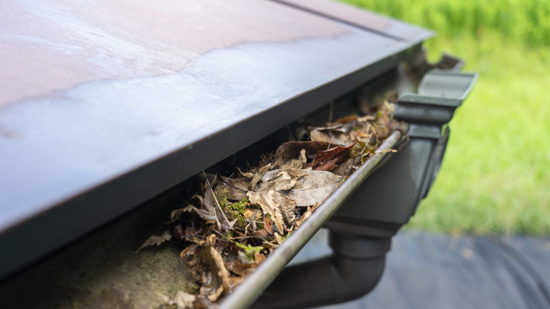 Gutters full of leaves.